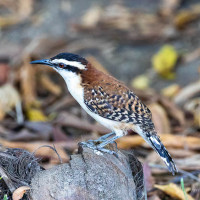 Rufous-naped Wren